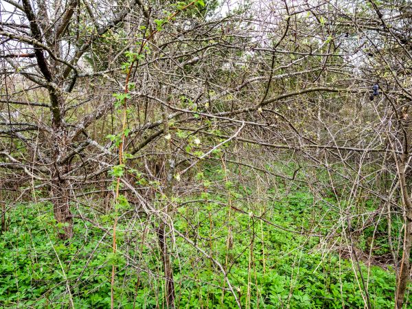 Underbrush Clearing in Mission Viejo