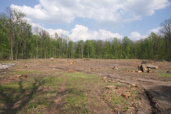 Cost of Pasture Clearing in Mission Viejo