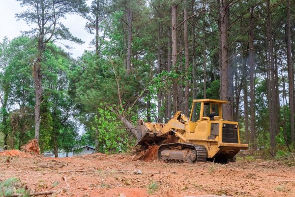 Forest Thinning in Mission Viejo
